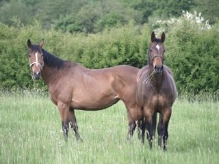Tango & Alise